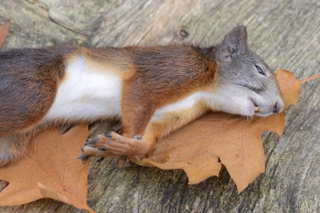 dode eekhoorn 10-2025 2367